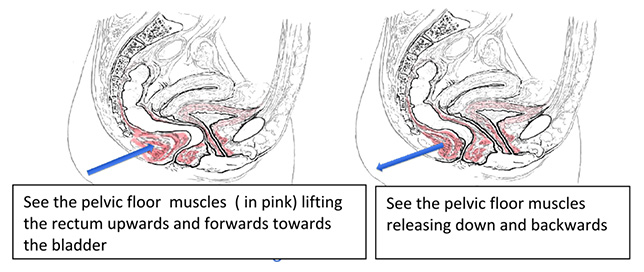 continence Foundation Ireland pelvic Floor Muscles illustration