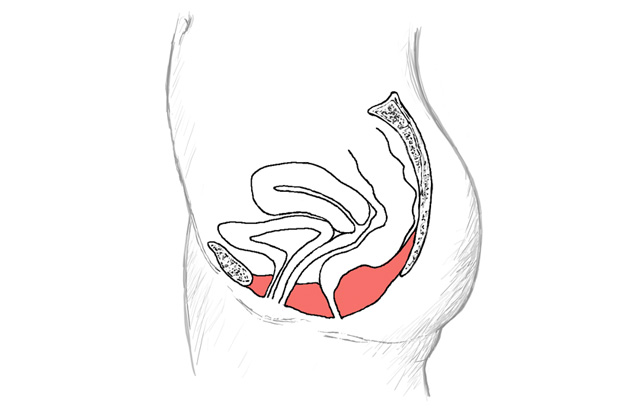 continence Foundation Ireland pelvic Floor Muscles illustration